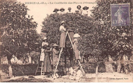 06 - VENCE - SAN58021 - La Cueillette Des Fleurs D'Oranges - Agriculture - Vence