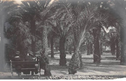 06 - N°83253 - NICE - Couple Assis Sur Un Banc Dans Un Jardin, Palmiers - Carte Photo - Parken En Tuinen