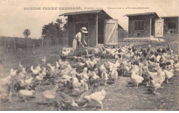 01 - FRANS - SAN57771 - Grande Ferme Bressane - Volailles à L'engraissement - Agriculture - Non Classés