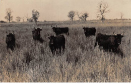 13 - N°91375 - Taureaux Dans Un Pré - Carte Photo George, à Localiser - Autres & Non Classés