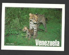 Los Llanos Cuaguaro Ocelot And Its Cub Photo Carte Venezuela Htje - Venezuela