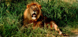 CPM Lion RSA South Africa - Zuid-Afrika