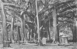 CPA CEYLON / BANYAN TREE AT THE ADMIRALTY HOUSE / TRINCOMALIE - Sri Lanka (Ceilán)
