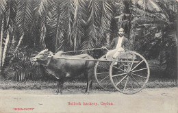 CPA CEYLON / BULLOCK HACKERY / CEYLON - Sri Lanka (Ceilán)