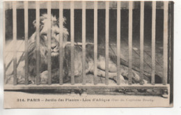 CPA ( Paris - Jardin Des Plantes - Lion D'Afrique ) - Other & Unclassified
