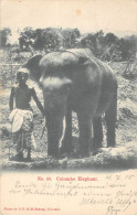 CPA CEYLON / COLOMBO ELEPHANT - Sri Lanka (Ceilán)