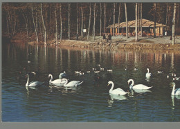 CPM 07 - Peaugres - Safari Parc Du Haut Vivarais - Le Lac Aux Oiseaux Et La Cafétéria - Autres & Non Classés