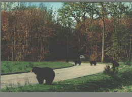 CPM 07 - Peaugres - Safari Parc Du Haut Vivarais - Ours En Liberté - Autres & Non Classés