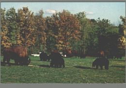 CPM 07 - Peaugres - Safari Parc Du Haut Vivarais - Ours Baribal Et Bisons D'Amérique En Liberté - Andere & Zonder Classificatie