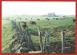 Le Vaulmier (15) Buron Vers Le Col D'Aulac 2scans Vaches - Andere & Zonder Classificatie
