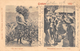 CPA CEYLON / TEA PLUCKING / WEIGHING GREEN TEA LEAF - Sri Lanka (Ceilán)