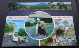 Provence - Les Lavandes En Provence - A La Gloire De La Lavande - Fotofset De Luxe - Editions "Arts Graphiques", Toulon - Provence-Alpes-Côte D'Azur