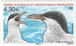 Taaf 2010 - Fauna , Bird Of Antarctica , Kerguelen Tern , MNH , Mi.705 - Nuevos