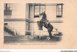 AAWP4-49-0346 - SAUMUR - Dressage à Pied Du Sauteur En Liberté - Courbette - Saumur