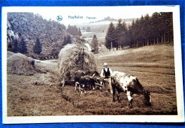 HOUFFALIZE  -  Paysage  - Attelage - Houffalize