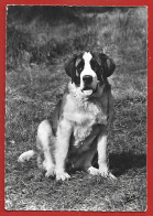 Bourg-Saint-Maurice Séez Du Col Du Petit-St-Bernard (56) Dina Jeune Chienne Saint-Bernard Propr. M. Clément 2scans - Bourg Saint Maurice