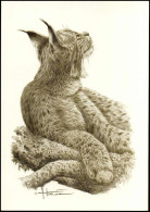 Lynx Op Postkaart / Carte Postal -- Tekening/dessin : André Buzin - 1985-.. Vogels (Buzin)