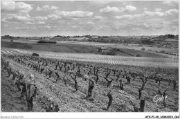 AFXP1-49-0032 - BEAULIEU-SUR-LAYON - Les Vignes Des Coteaux Du Layon - Angers