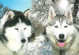 Chiens  Husky De Sibérie - Hunde