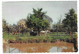 Scène Champêtre En Normandie - 1960 - N°36 # 11-23/24 - Andere & Zonder Classificatie