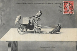 Merveilleux Dressage De Petits Oiseaux Par M. Darbern. Editeur à La Rochelle - Vögel
