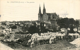 28* CHARTRES  Vue Generale   - Moutons        RL40,0332 - Chartres