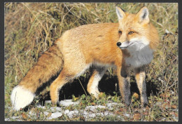 Animau  Autre - Red Fox - Renard Commun - No: L-98515D - By Dexter - Other & Unclassified