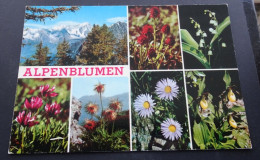 Alpenblumen - Garami, Milano - Natural Colours - Sonstige & Ohne Zuordnung