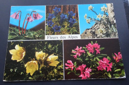 Fleurs Des Alpes - Photoglob-Wehrli, Zürich - Sonstige & Ohne Zuordnung