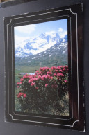 Rhododendron Ferrugineum - Druck Und Verlag Engadin Press, Samedan - Foto Meyers - Autres & Non Classés