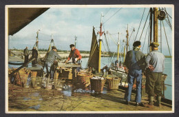 068078/ De Belgische Kust, Na De Vangst, Côte Belge, Après La Pêche - Pêche