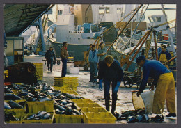 117418/ Pêche En Bretagne, Préparation Pour La Vente à Keroman - Fishing