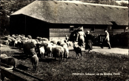 CPA Hilversum Nordholland Niederlande, Schafe Auf Der Goolse Helde - Sonstige & Ohne Zuordnung