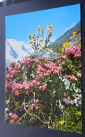 Alpenflora - Alpenrosen, Edelweiss - Vertrieb Alpine Luftbild, Innsbruck - Altri & Non Classificati