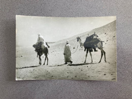 Camels In Desert Carte Postale Postcard - Other & Unclassified