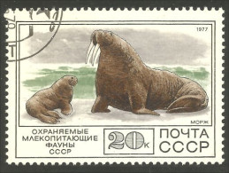 XW01-1550 Russia Morse Walrus Walross Morsa - Otros & Sin Clasificación