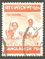 XW01-1166 Bangladesh Tea Plucking Harvest Récolte Thé - Alimentazione