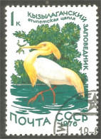 XW01-1119 Russia Oiseau Bird Vogel Uccello - Other & Unclassified