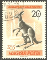 XW01-1073 Hongrie Kangaroo Kangourou Canguro Kanguru - Autres & Non Classés