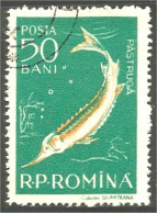 XW01-1036 Roumanie Esturgeon Storione Esturión Stör Sturgeon - Fishes