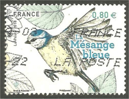 XW01-1026 France Oiseau Mésange Bleue Tit Teta - Autres & Non Classés