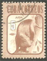 XW01-1961 Cuba Jutia Hutia Hutie Animal Rat Rodent Rongeur Nagetier - Andere & Zonder Classificatie