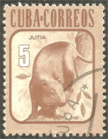 XW01-1962 Cuba Jutia Hutia Hutie Animal Rat Rodent Rongeur Nagetier - Other & Unclassified