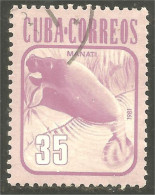 XW01-1964 Cuba Manatee Lamantin Manati Seekuh - Other & Unclassified