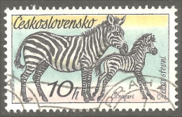 XW01-1756 Czechoslovakia Horse Cheval Pferd Paard Caballo Zèbre Zebra Cebra - Andere & Zonder Classificatie