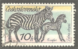XW01-1755 Czechoslovakia Horse Cheval Pferd Paard Caballo Zèbre Zebra Cebra - Horses