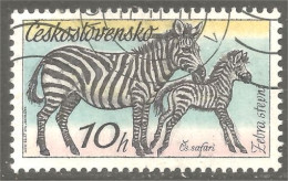 XW01-1754 Czechoslovakia Horse Cheval Pferd Paard Caballo Zèbre Zebra Cebra - Caballos