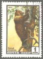 XW01-1729 Russia Ours Oso Bear Orso Bar - Ours