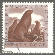 XW01-1727 Russia Phoque Morse Seal Walrus Walross Siegel Foca Sello Tricheco Morsa - Sonstige & Ohne Zuordnung