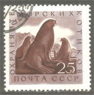 XW01-1725 Russia Phoque Morse Seal Walrus Walross Siegel Foca Sello Tricheco Morsa - Other & Unclassified